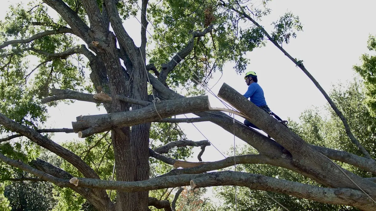 Professional Crown Thinning performed by certified arborists in New Florence