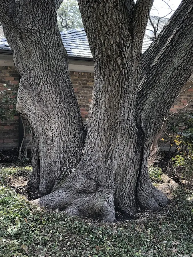Mature heritage tree close to a New Florence property cared for by certified arborists